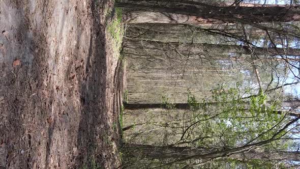 Vertical Video of a Road in the Forest Slow Motion