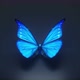 Beautiful Blue Colored Butterfly - VideoHive Item for Sale