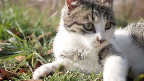 Felis catus animal playing in the grass slow motion 1920X1080 HD footage - Relaxing scene with kitte