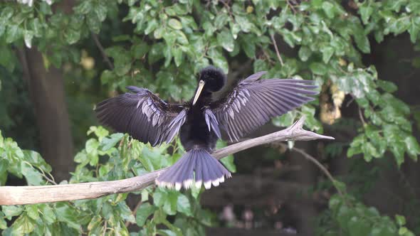 Male anhinga bird on tree branch flaps wings in courtship display