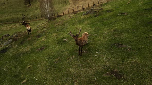 A Mountain Deer Stares Intently at the Camera