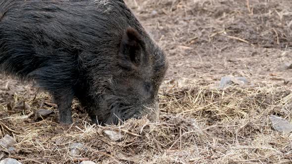 Wild Boar Grazing in the Forest in Winter