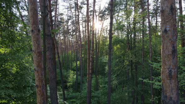 Wild Forest Landscape on a Summer Day