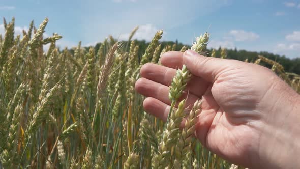 Closeup of the Hand Checking the Ripe Wheat in the Field