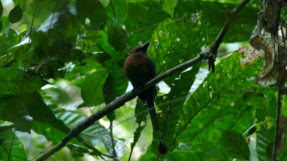 Blue-crowned Motmot, momotus momota, Panama; seen from its front side while perched on a small branc