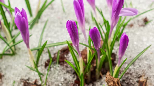 Crocus Flowers Blooming Snow Melting Fast in Early Spring Growth
