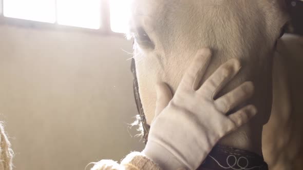 A Woman Strokes a Horse on the Head