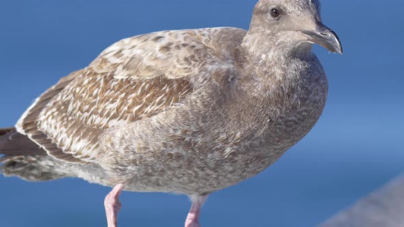 A gray seagull rests near the Pacific Ocean.