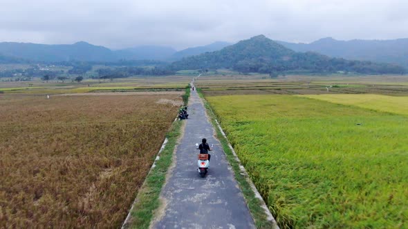 Back view of man without helmet driving motorbike on rural road between rice fields with drone flyin