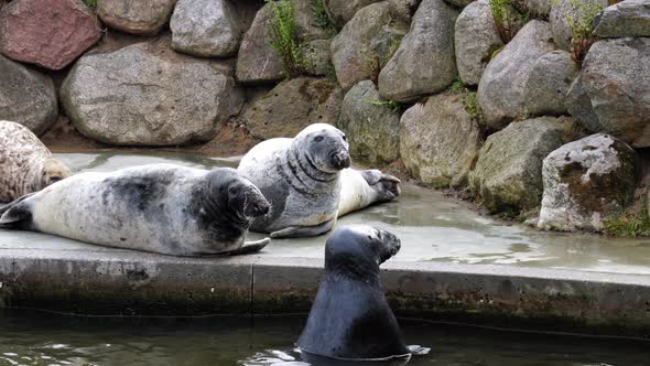 Grey Seal (Halichoerus Prypus) Animals Resting On The Poolside At The Zoo Park. Slow Motion