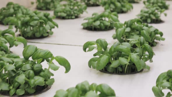 Growing basill and herbs in hydroponic system, seed pods made of rock wool