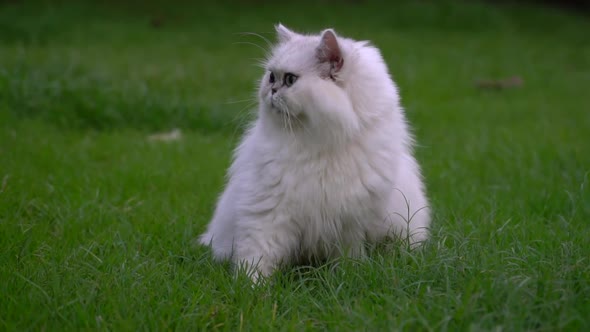 Cute Persian Cat Sitting And Looking In The Park