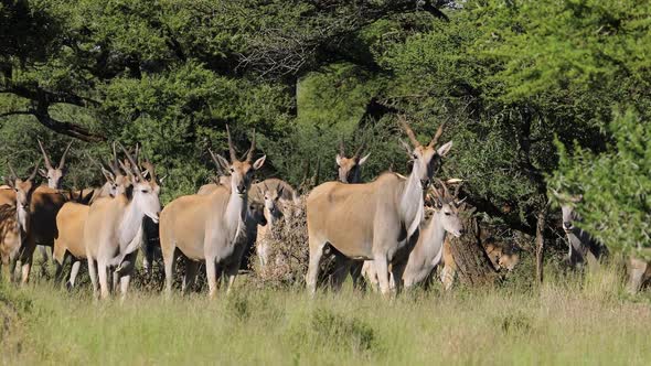 Eland Antelope Herd In Natural Habitat