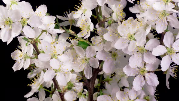 Cherry Blossom. White Flowers Blossoms on the Branches Cherry Tree.