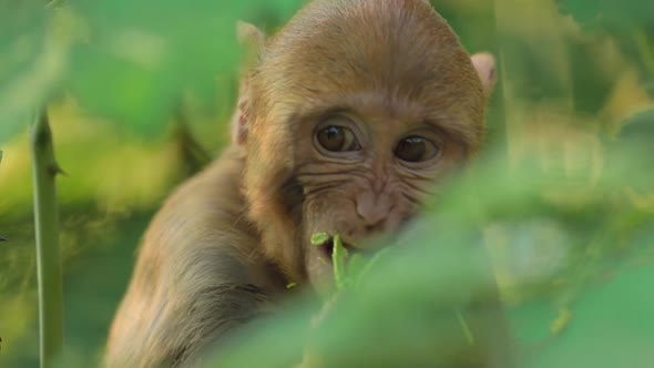 Rhesus Macaque Macaca Mulatta in Slow Motion