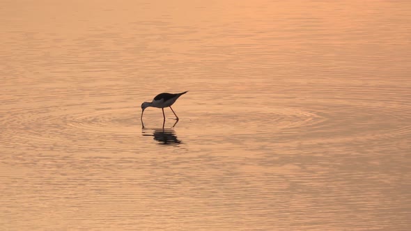 Lonely Bird Is Walking on the Shallow Water an Catching Fish in the Evening on the Sea Beach