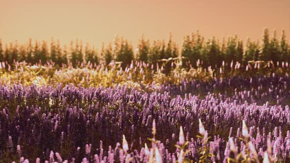 Blooming Lavender Field Under the Colors of the Summer Sunset