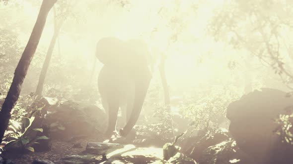 Elephant in Tropical Forest with Fog