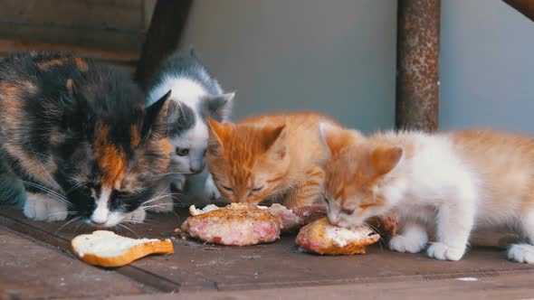Homeless Three-color Nursing Cat Eating Meat with Kittens on the Street