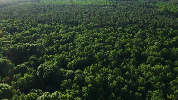Aerial View Tops Of Forest Trees