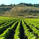 Great Lettuce Farm - VideoHive Item for Sale