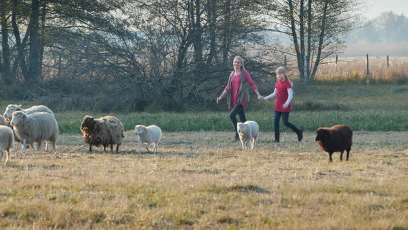 Mom with a Child Running After a Herd of Sheep, Having Fun Together