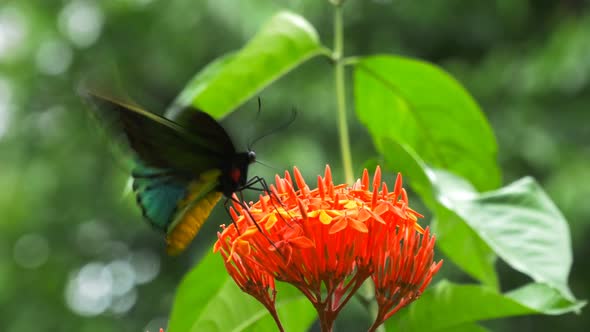 close up of a male green birdwing butterfly feeding on a red ixoria flower