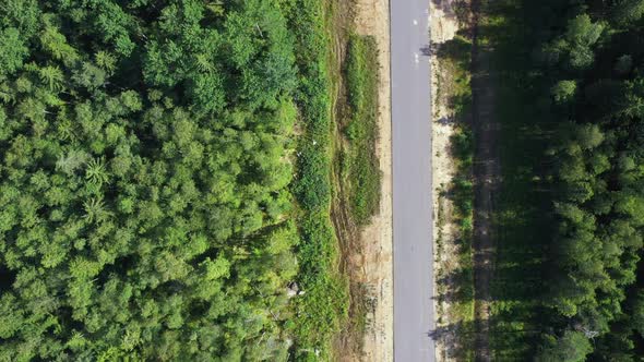 Asphalt Road Through Pine Forest