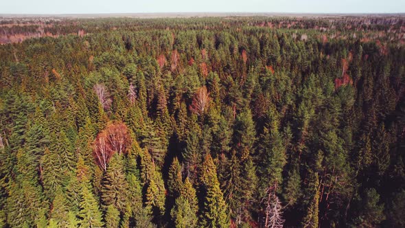 Shooting of a Dense Coniferous Forest