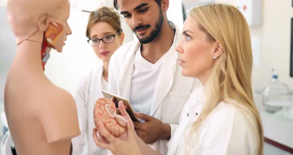 Student of Medicine Examining Model of Human Body