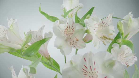 Bouquet of White Alstroemerias with Open Flowers and Buds on White Background