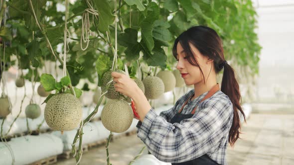 Young asian woman  farmer is checking the quality of the melon