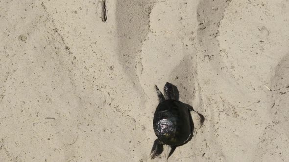 River Turtle Crawling on Sand To Water Near Riverbank. Slow Motion 240 Fps