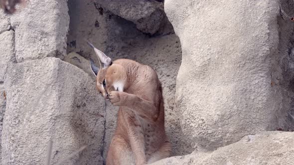 Desert cats Caracal or African lynx in winter