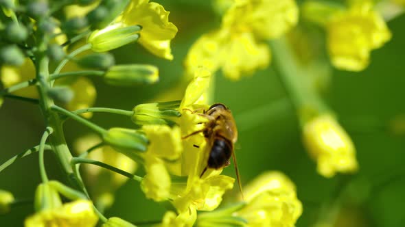 Fly on a Flower of Brassica Oleracea