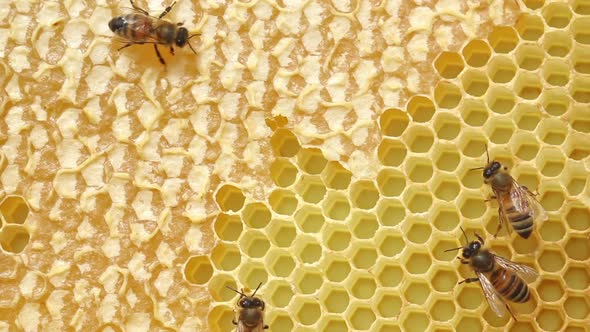 Honeybees Closeup on Honeycomb