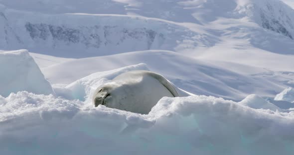 Crabeater seal on ice floe