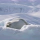Crabeater seal on ice floe - VideoHive Item for Sale