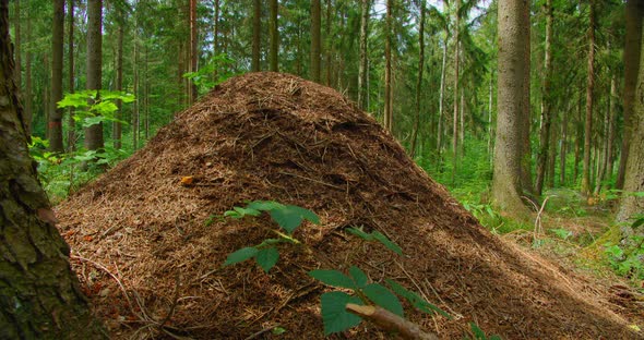 Wild Life of Ants in the Forest in Antheap