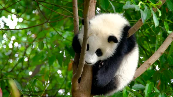 Giant Panda Bear Cub on a Tree