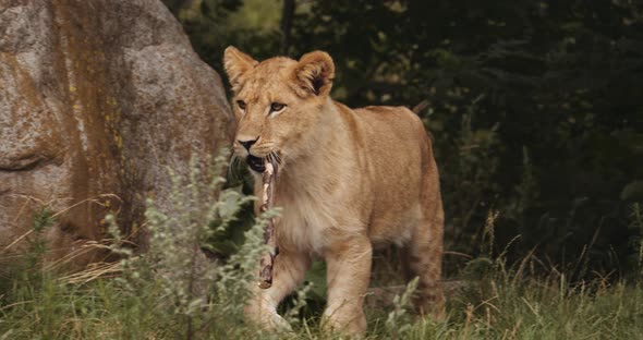 Lion Cub With Stick In Mouth