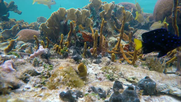 Seabed on the Coral Reef in the Caribbean Sea Full of Baby Fish