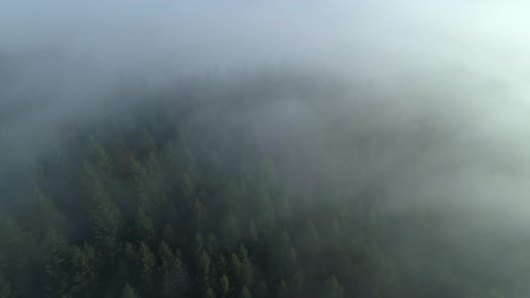 Aerial view of forest through fog, autumn, Black Forest, Germany