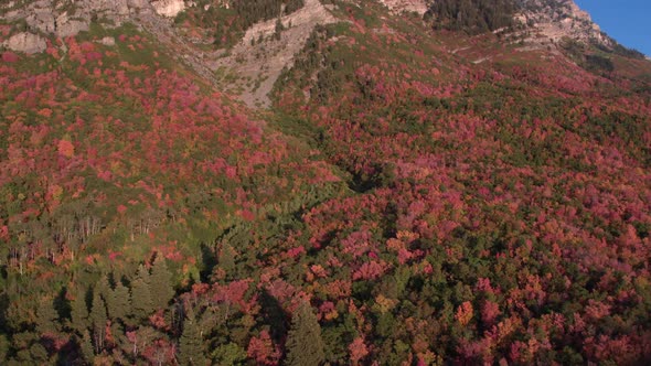 Aerial panning view of colorful foliage growing up mountainside