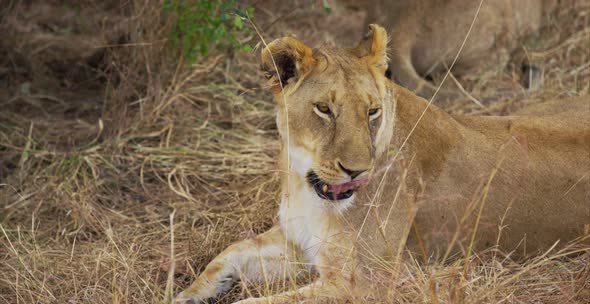 Close up view of a female lion