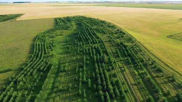 Planting Young Spruce and Field