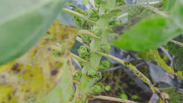 Brussels Sprouts Ripen on a Stem and Sway in the Wind