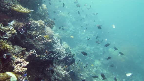 Coral Reef and Tropical Fish Underwater