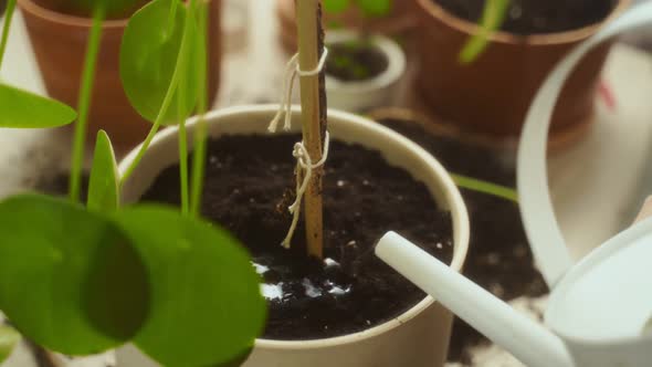 Crop female gardener watering soil in pot