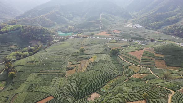 Tea plantation in mountain